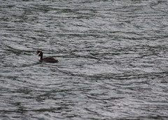 Podiceps cristatus australis