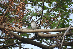 Ficedula westermanni