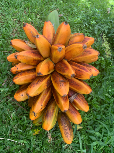 Musa troglodytarum observed 2021-08-08