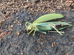 Zabalius ophthalmicus