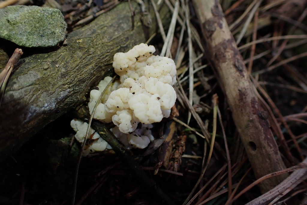 Clavulina rugosa · July 2025 · photo: © berardom (iNaturalist, cc-by)