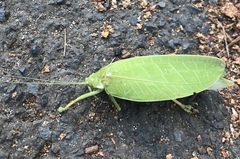 Zabalius ophthalmicus