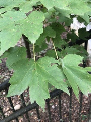 Acer rubrum