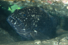 Epinephelus daemelii