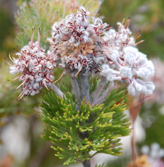 Paranomus abrotanifolius