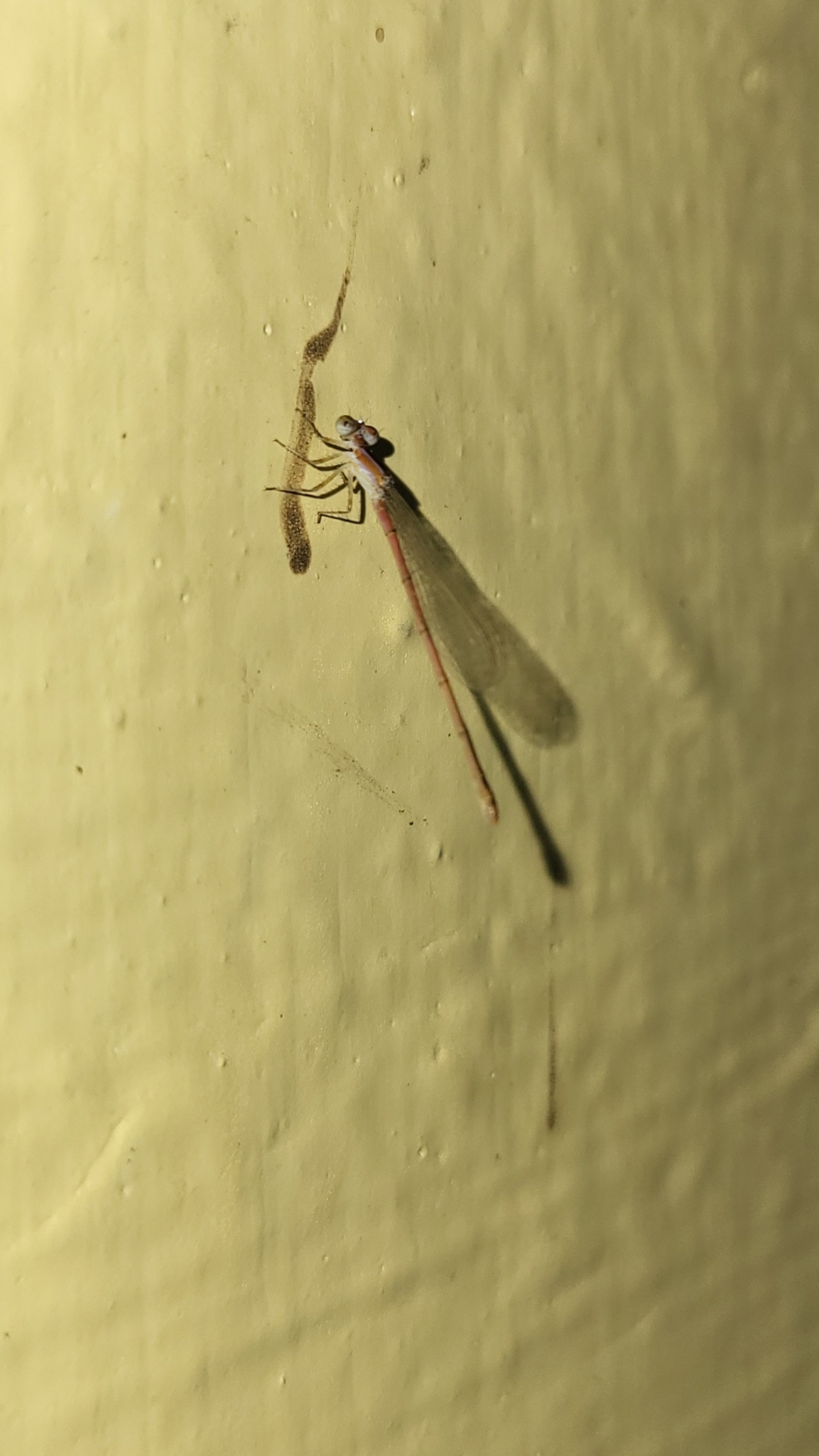 Pygmy Dartlet