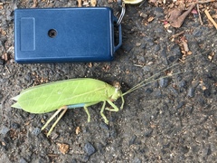 Zabalius ophthalmicus