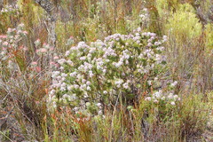 Paranomus abrotanifolius