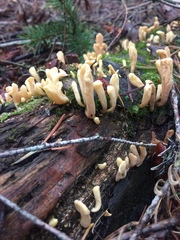 Cudoniaceae