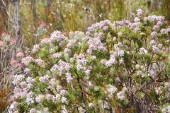 Paranomus abrotanifolius