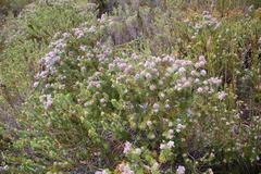 Paranomus abrotanifolius