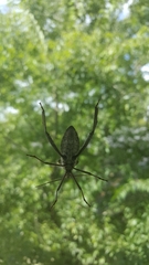 Acanthocephala declivis