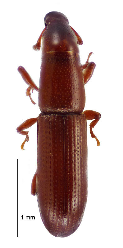 Driftwood weevil
