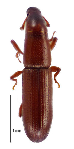Driftwood weevil