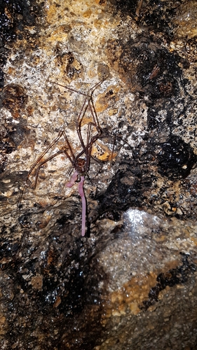 Serracutisoma gnaspinii
