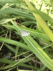 Cupido comyntas texana