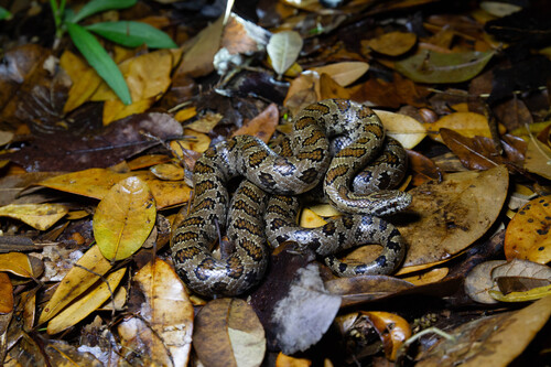 South Florida Mole Kingsnake