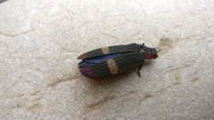 Demochroa gratiosa indica