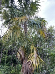 Thrinax