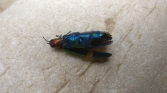Demochroa gratiosa indica
