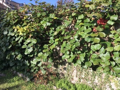 Actinidiaceae
