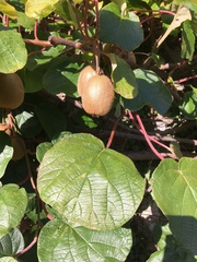 Actinidiaceae