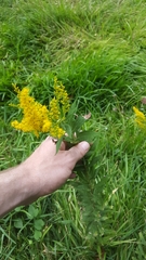 Solidago