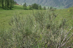 Ephedra equisetina, photograph (c) Oleg Kosterin, some rights reserved (CC BY)