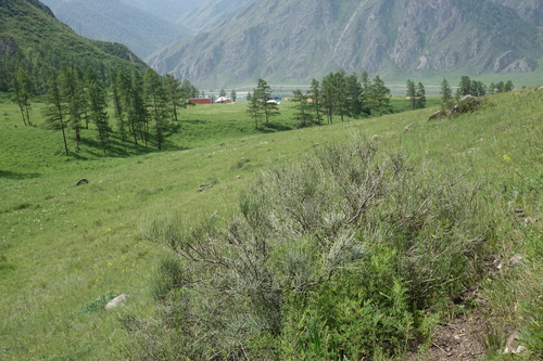 Mongolian Ephedra (Ephedra equisetina)