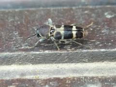 Xylotrechus rufilius