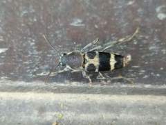 Xylotrechus rufilius