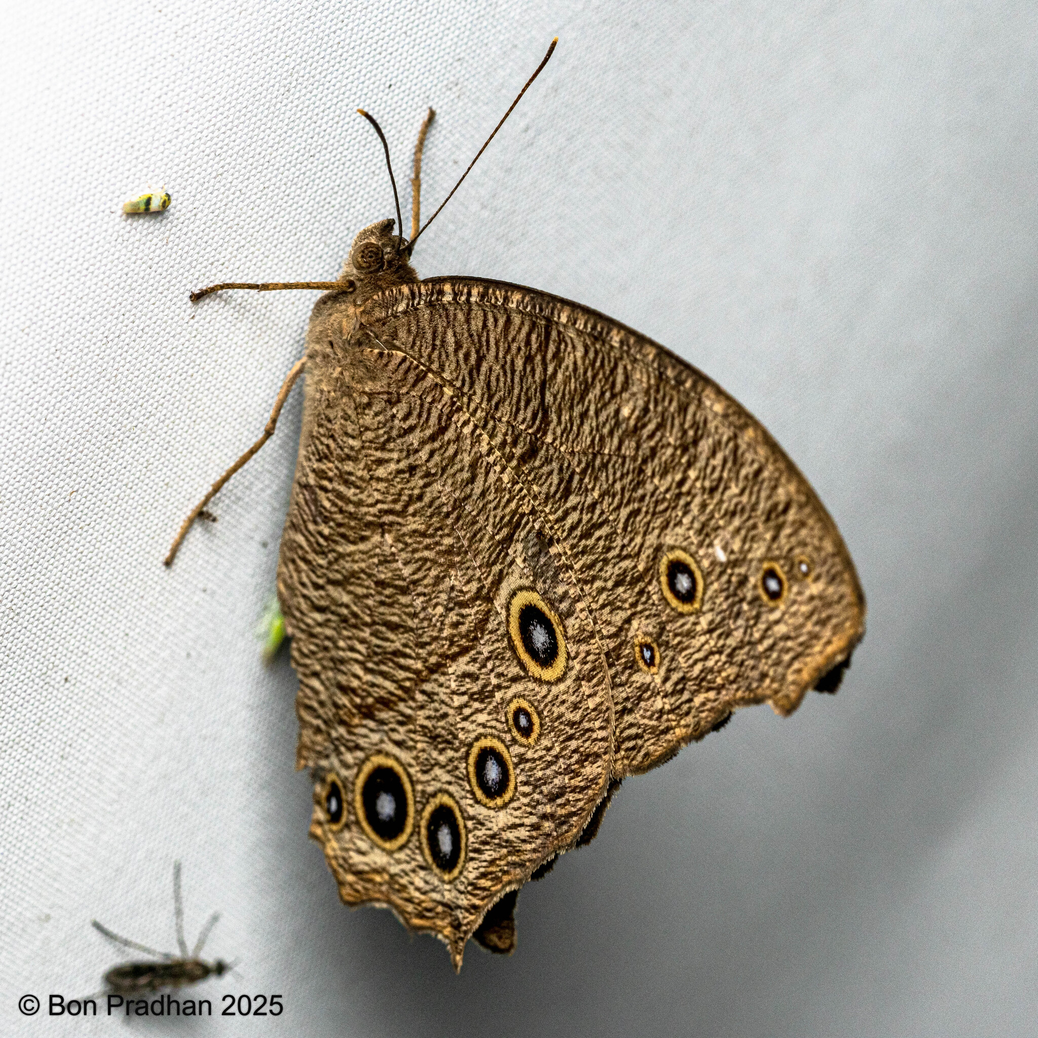 Common Evening Brown
