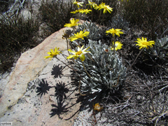 Euryops othonnoides