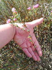 Lampranthus densifolius