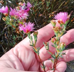 Lampranthus densifolius