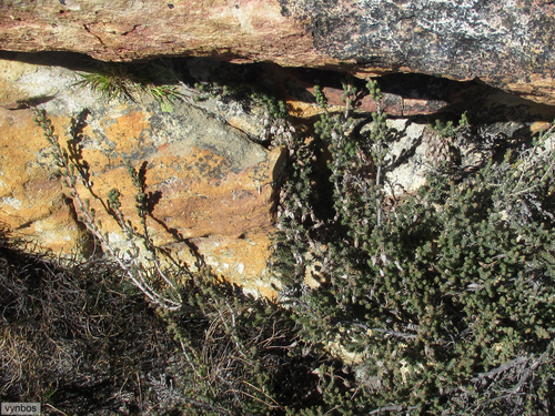 Crevice Heath (Erica mitchelliensis)
