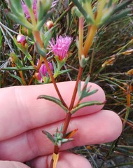 Lampranthus densifolius