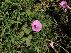 Ipomoea cordatotriloba cordatotriloba