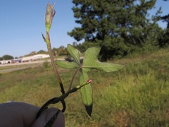 Ipomoea cordatotriloba cordatotriloba
