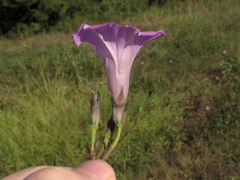 Ipomoea cordatotriloba cordatotriloba