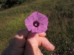 Ipomoea cordatotriloba cordatotriloba