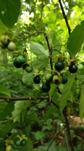Picrasma javanica observed 2017-08-20