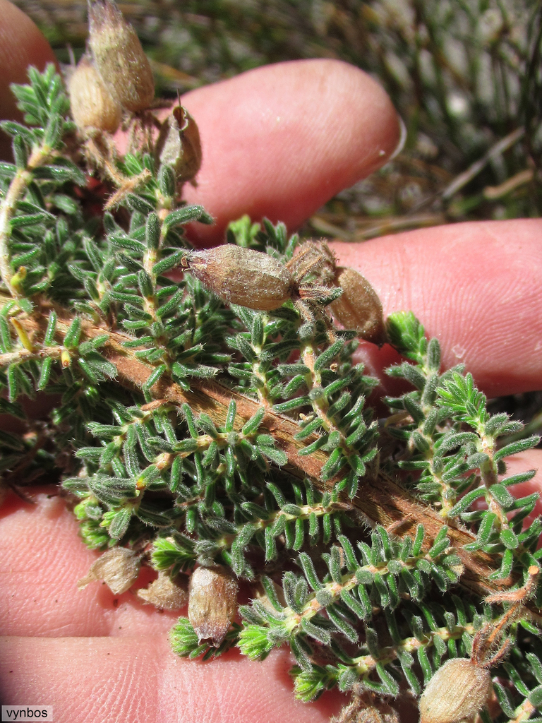 Crevice Heath