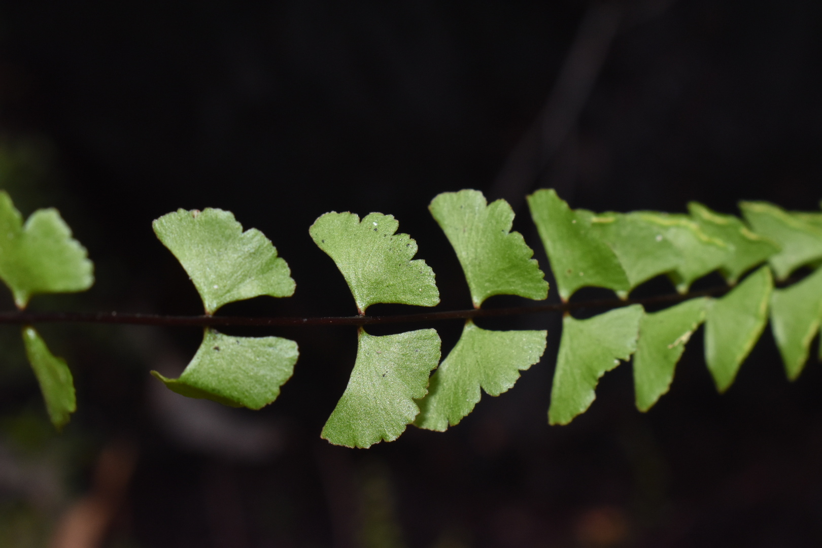 Lindsaea