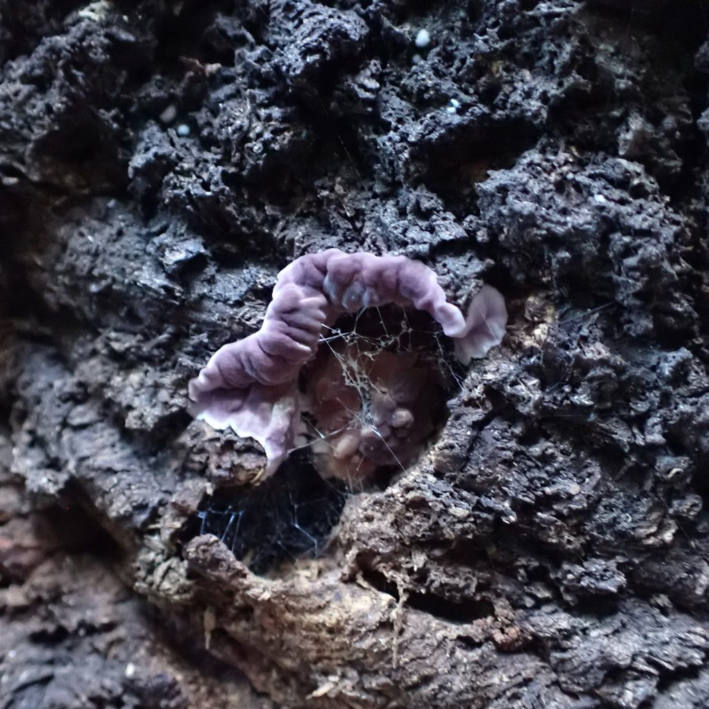 Chondrostereum purpureum · July 2025 · photo: © cristianriquelme (iNaturalist, cc-by)