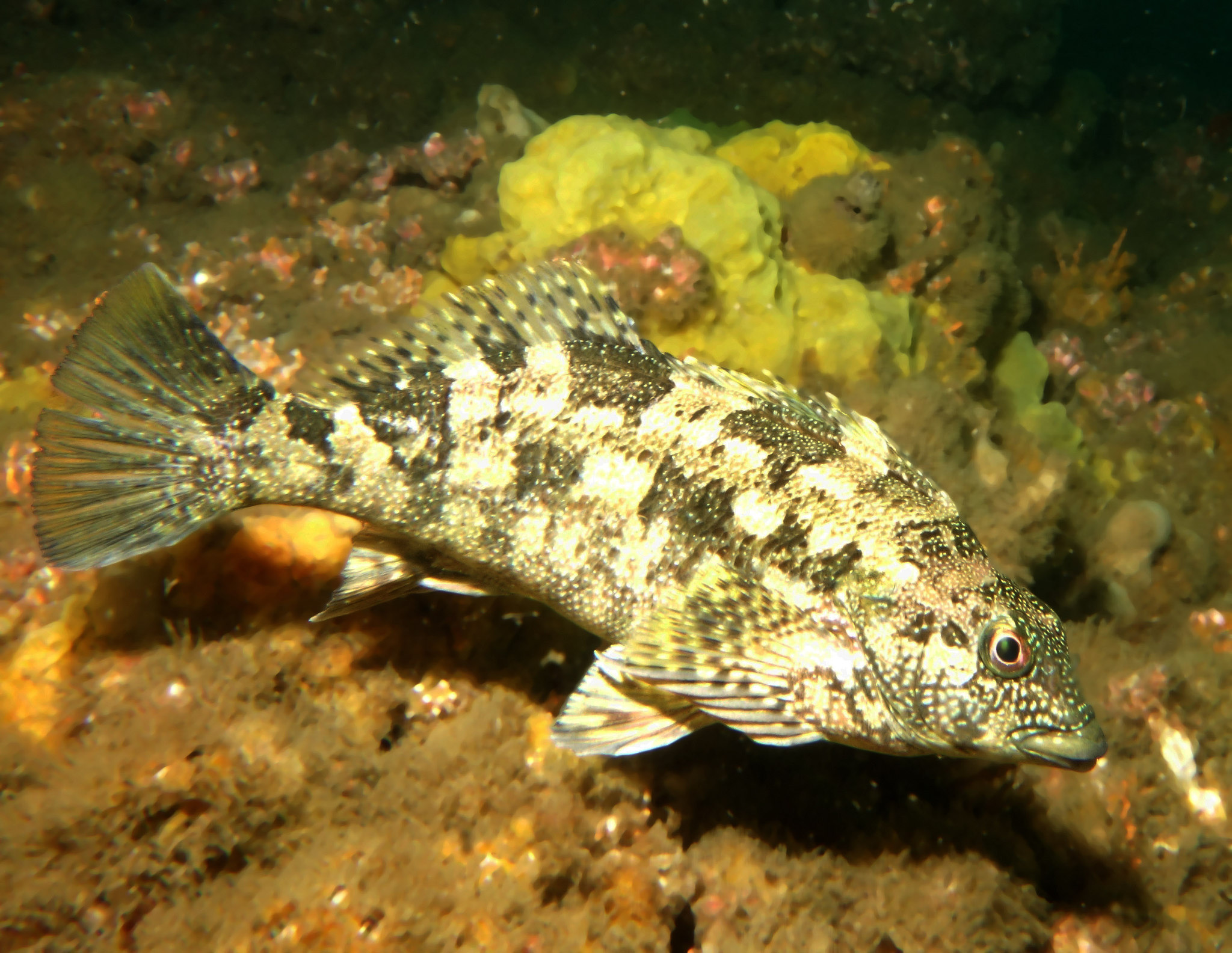 Eastern Kelpfish (Chironemus marmoratus) · iNaturalist