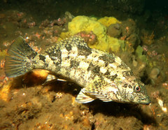Kelpfish photo 5