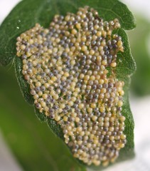 Pareuchaetes insulata