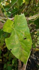 Neolasioptera convolvuli