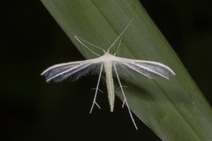 Pterophorus lacteipennis